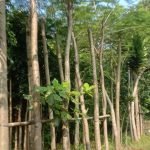 Jual Pohon Flamboyan Bunga Merah Ukuran Diameter Besar Siap Tanam