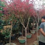 Harga Pohon Japanese Meple