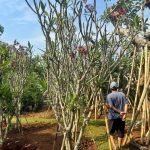 Harga Pohon Kamboja Bali