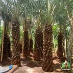 Harga Pohon Palem Bajul