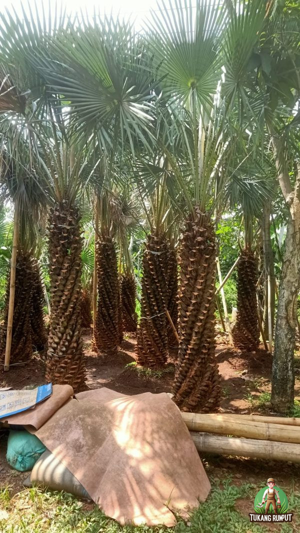 Harga Pohon Palem Bajul
