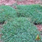 Harga Rumput Peking