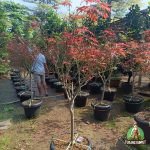 Jual Pohon Japanese Maple Harga Murah Siap Kirim