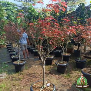 Jual Pohon Japanese Maple Harga Murah Siap Kirim
