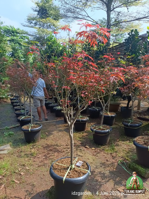 Jual Pohon Japanese Maple Harga Murah Siap Kirim