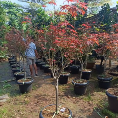 Jual Pohon Japanese Maple Harga Murah Siap Kirim