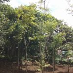 Jual Pohon Jacaranda Bunga Ungu (Jacaranda Mimosa)