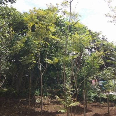 Jacaranda