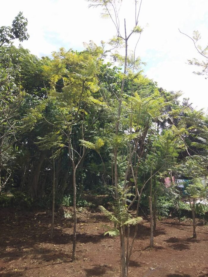 Jacaranda