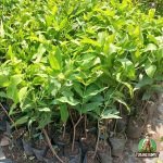 Jambu Air Jamaica