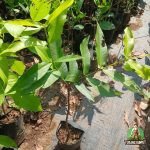 Jual Pohon Jambu Jamaica Bibit dan Ukuran Besar