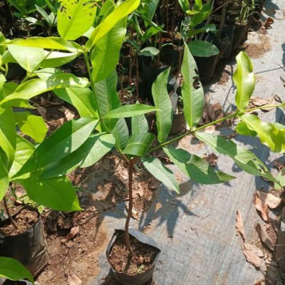 Jambu Jamaica