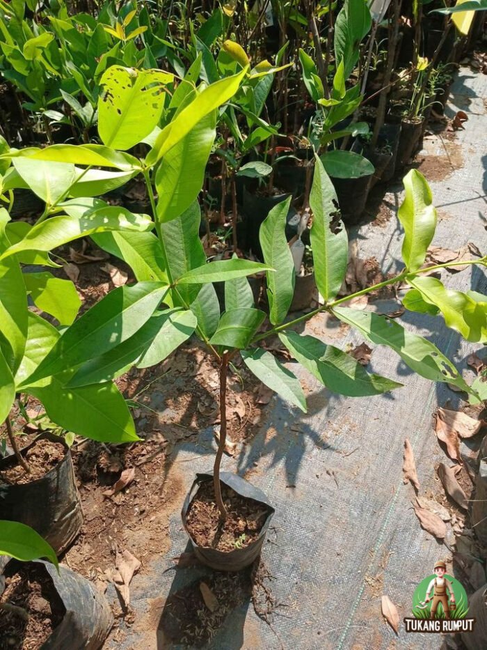Jambu Jamaica