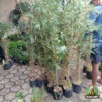 Jual Bibit Bambu Kuning Mini