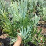 Jual Bibit Pohon Lohansung Blue Ice Harga Murah