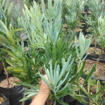 Jual Bibit Lohansung Blue Ice