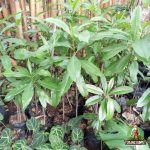 Jual Bibit Pohon Bintaro