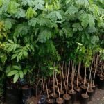 Jual Bibit Pohon Trembesi