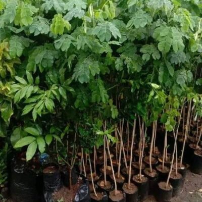 Jual Bibit Pohon Trembesi