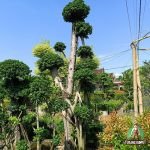 Jual Bonsai Dollar