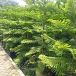 Jual Cemara Norfolk Besar Tinggi 1-5 Meter Harga Murah Terbaru