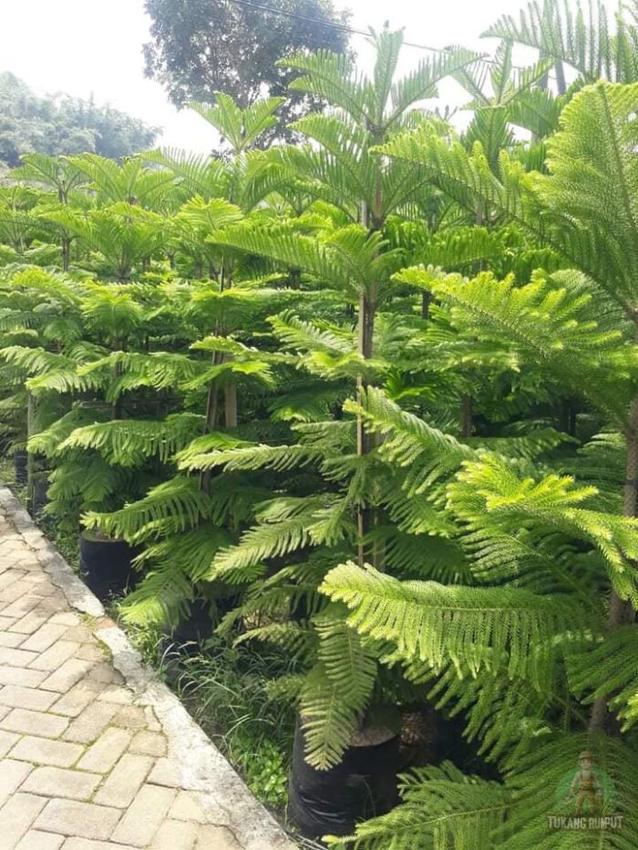 Jual Cemara Norflok