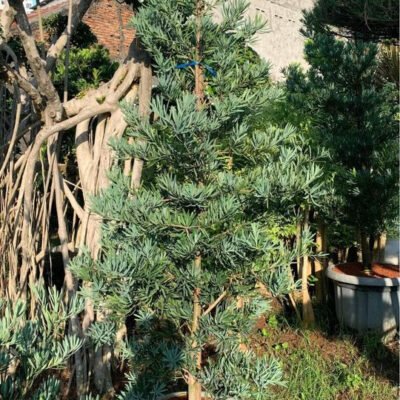 Jual Lohansung Blue Ice Besar