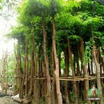 Jual Pohon Angsana Ukuran Besar Tinggi 1-5 Meter