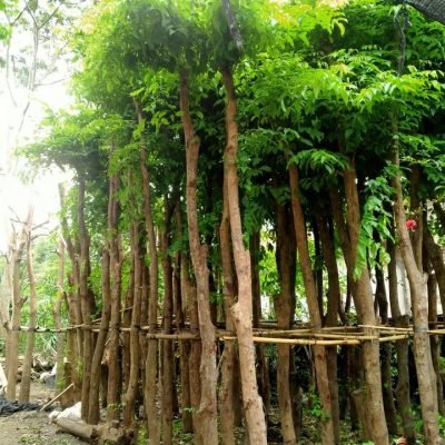 Jual Pohon Angsana