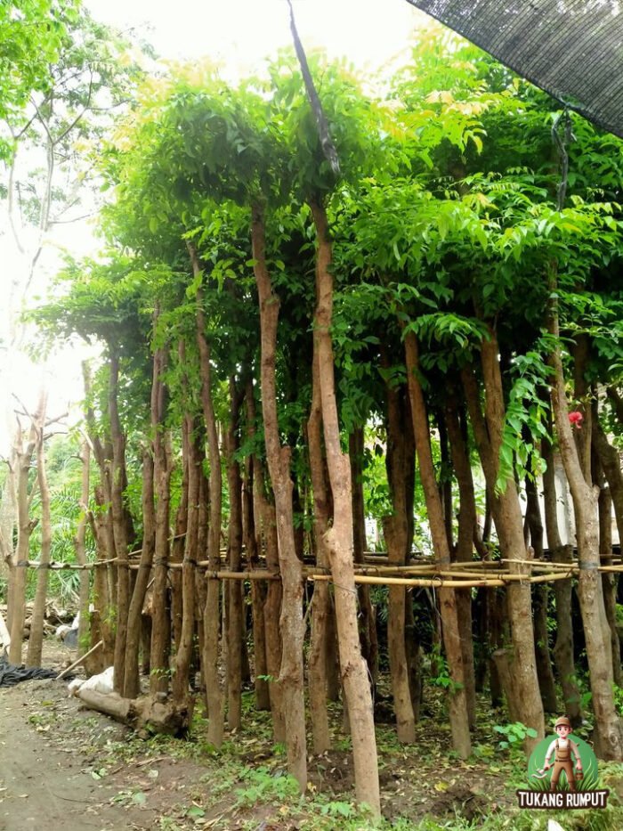 Jual Pohon Angsana