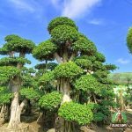 Jual Pohon Bonsai Beringin dolar