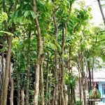 Jual Pohon Bungur Harga Terbaru