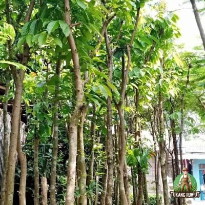 Jual Pohon Bungur