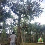 Jual Pohon Dadap Merah Tanaman Bunga Dadap Merah