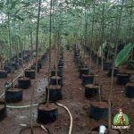 Jual Pohon Eucalyptus Rainbow Harga Murah Siap Kirim