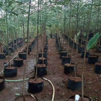 Jual Pohon Eucalyptus Rainbow