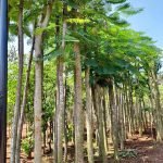 Jual Pohon Flamboyan Bunga Merah Ukuran Diameter Besar Siap Tanam