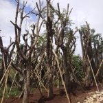 Jual Pohon Jakaranda Besar