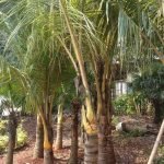 Jual Pohon Kelapa Gading Kuning Tanaman Kelapa Hias