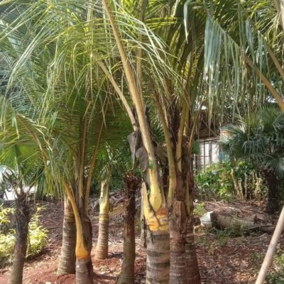 Jual Pohon Kelapa Kuning Gading