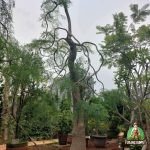 Jual Pohon Kelor Afrika Moringa Ukuran Besar