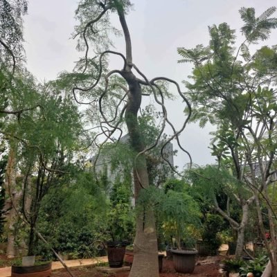 Jual Pohon Kelor Afrika Besar