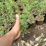 Jual Pohon Kemuning Harga Tanaman Bunga Kemuning Mikro