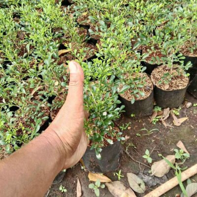 Jual Pohon Kemuning