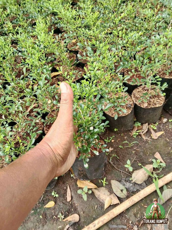Jual Pohon Kemuning