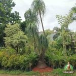 Harga Pohon Nolina Besar - Jual Tanaman Nolina Ukuran Besar