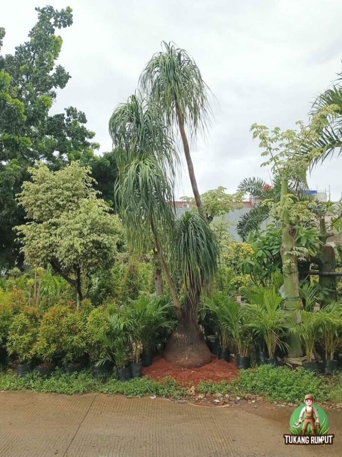 Jual Pohon Nolina