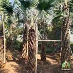 Jual Pohon Palem Bajul