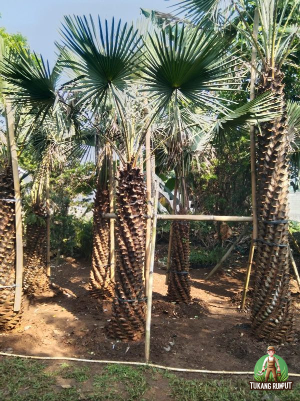 Jual Pohon Palem Bajul
