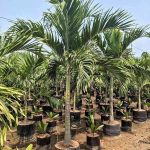 Jual Pohon Palem Putri Harga Murah Ukuran Bibit Hingga Tinggi 1-5 Meter